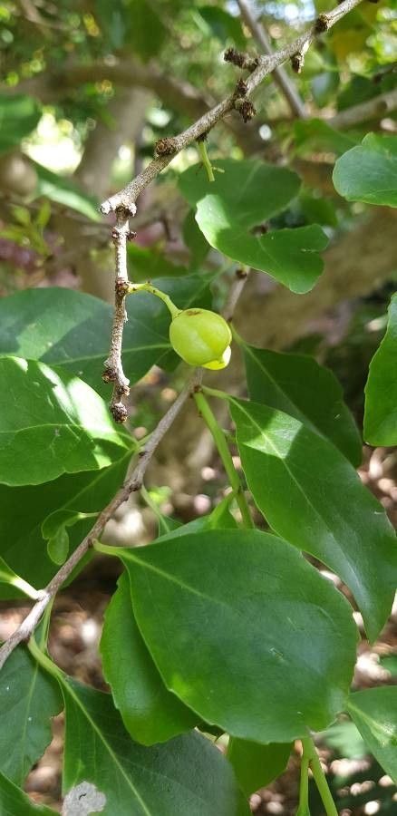 Gymnosporia cassinoides leaf