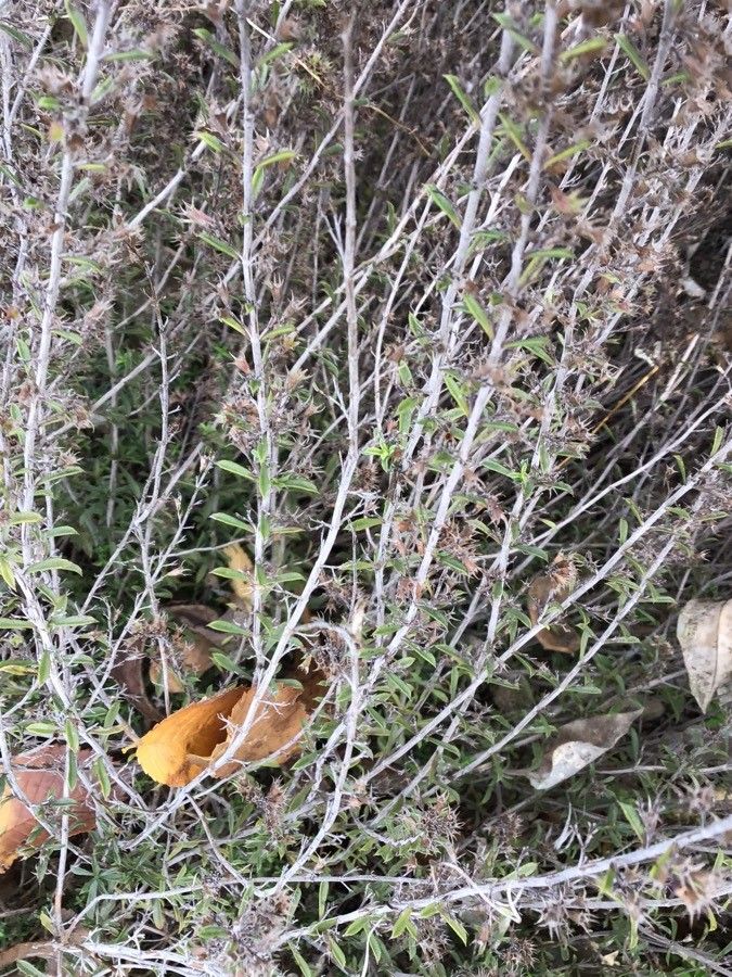 Satureja cuneifolia leaf
