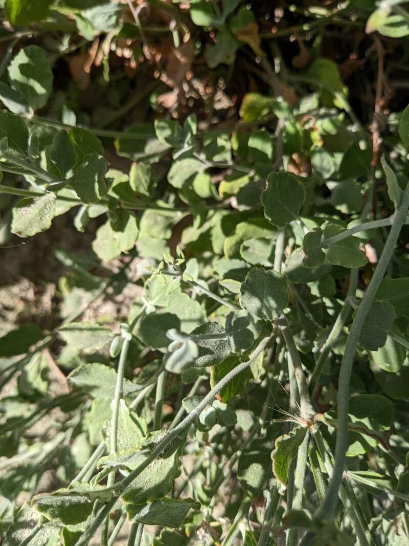 Eriogonum cinereum — search result for 'Eriogonum'