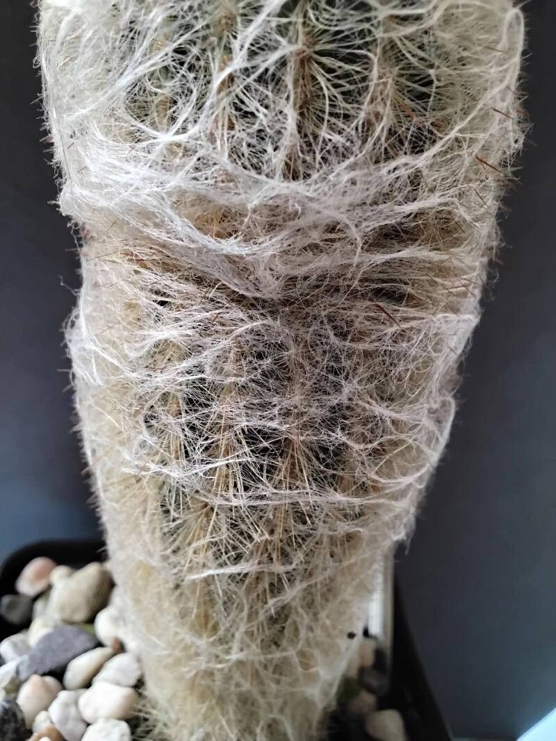 Espostoa hylaea leaf