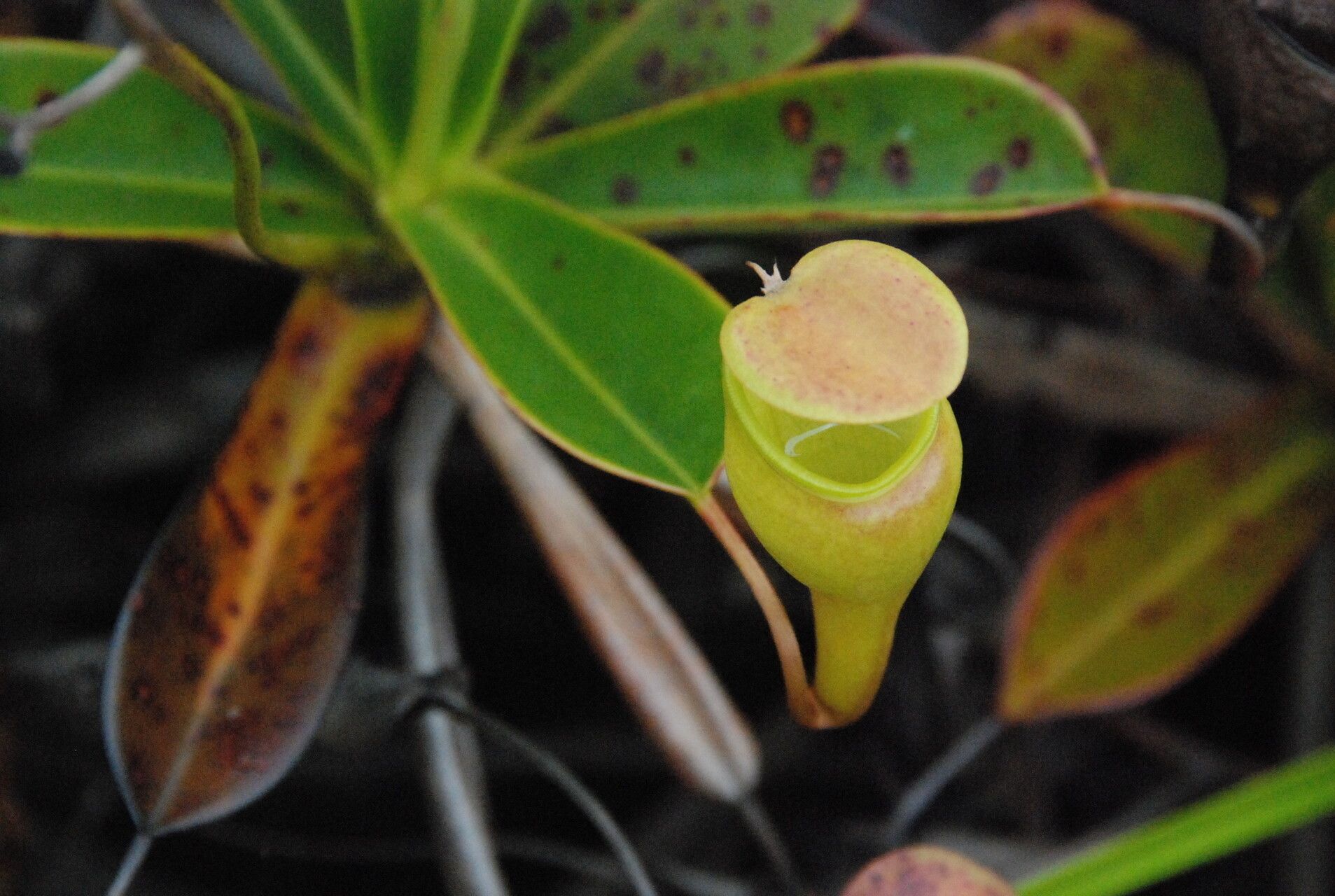Nepenthes pervillei habit