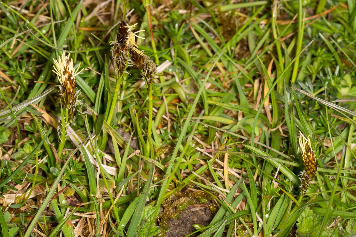 Carex caryophyllea leaf