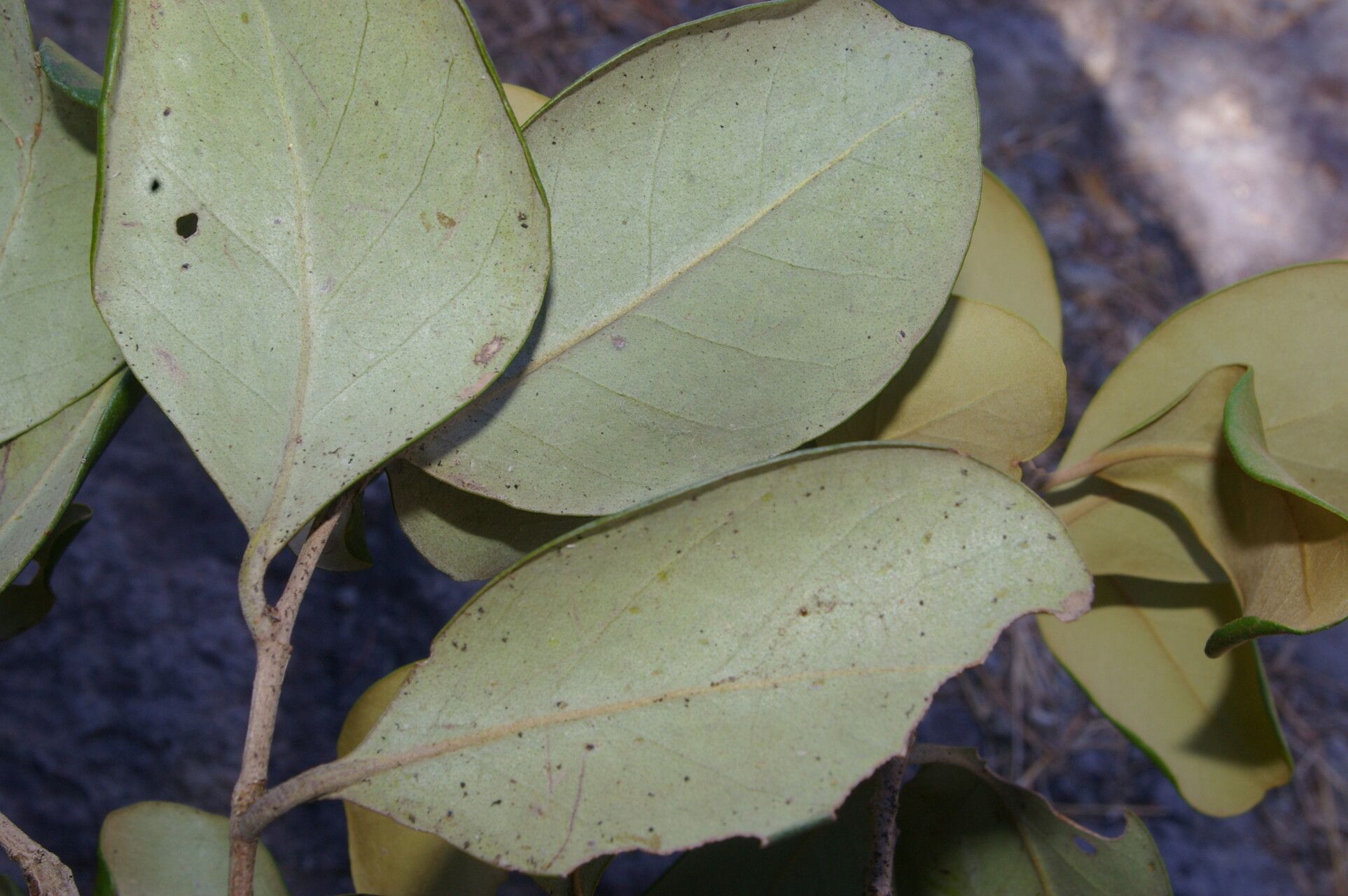 Eugenia hypargyrea leaf