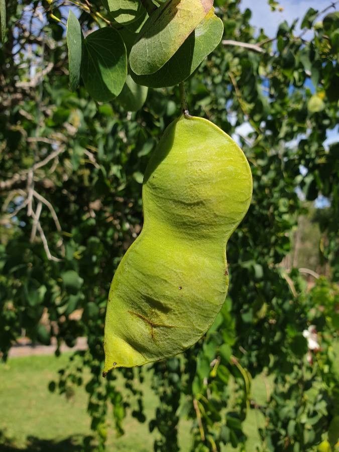 Bauhinia hookeri fruit