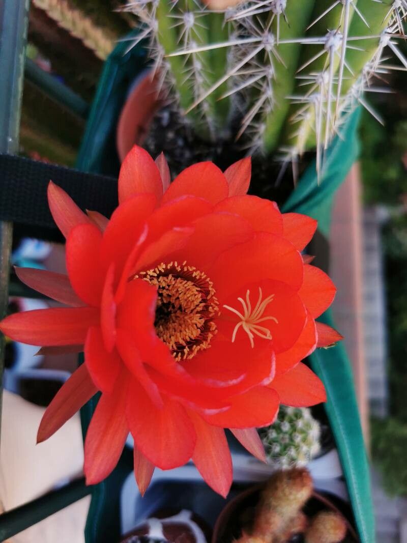 Echinocereus grandis flower