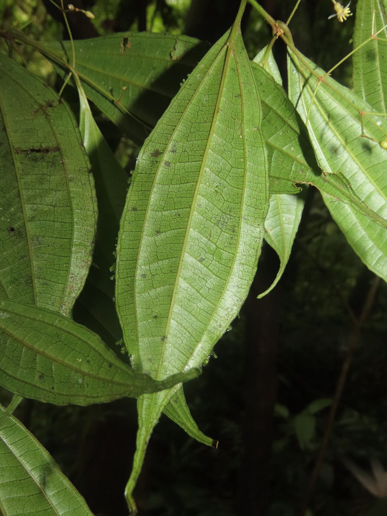 Miconia silviphila leaf