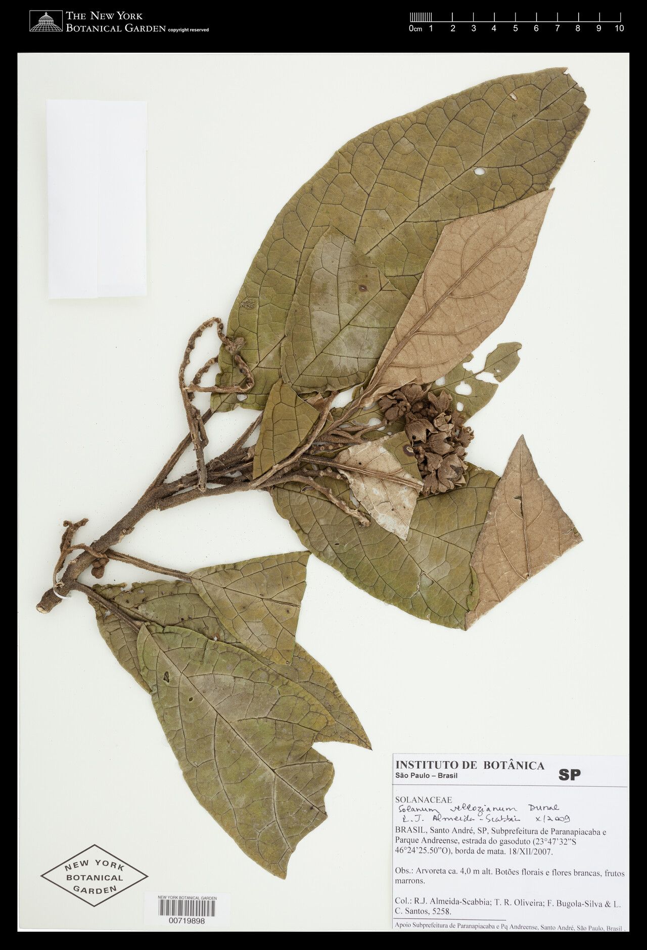 Solanum vellozianum — houseplant care guide