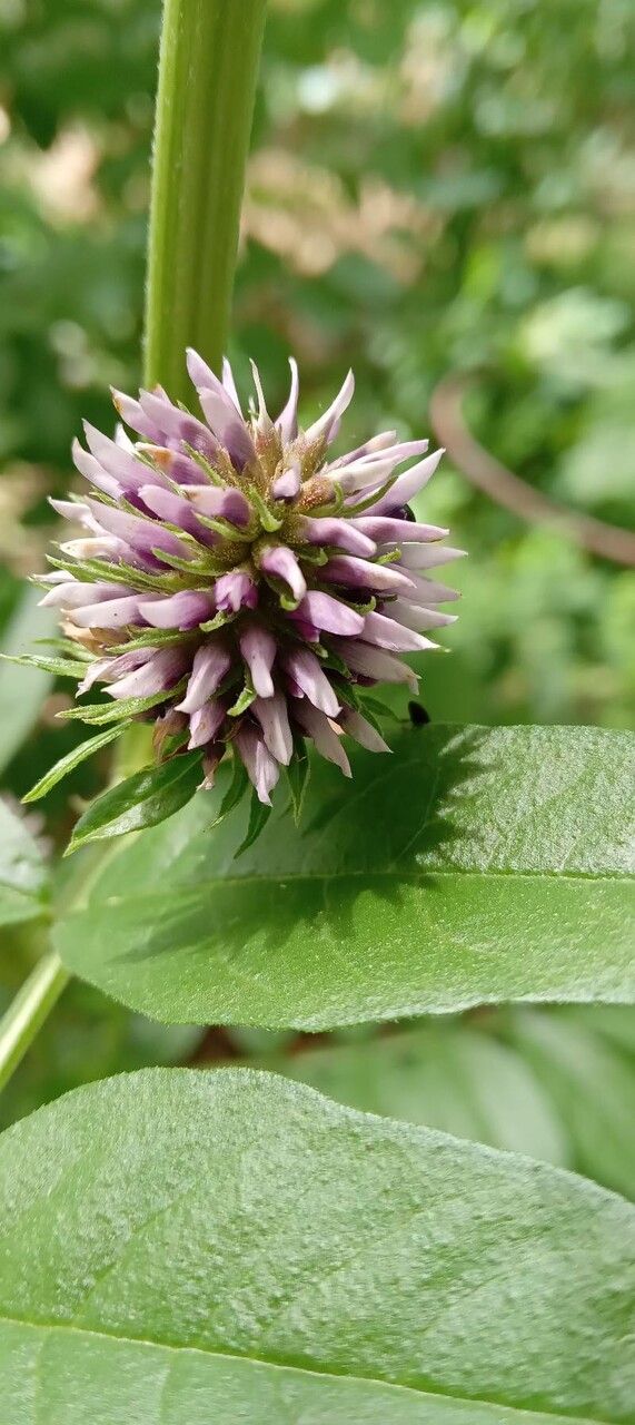 Glycyrrhiza glabra flower