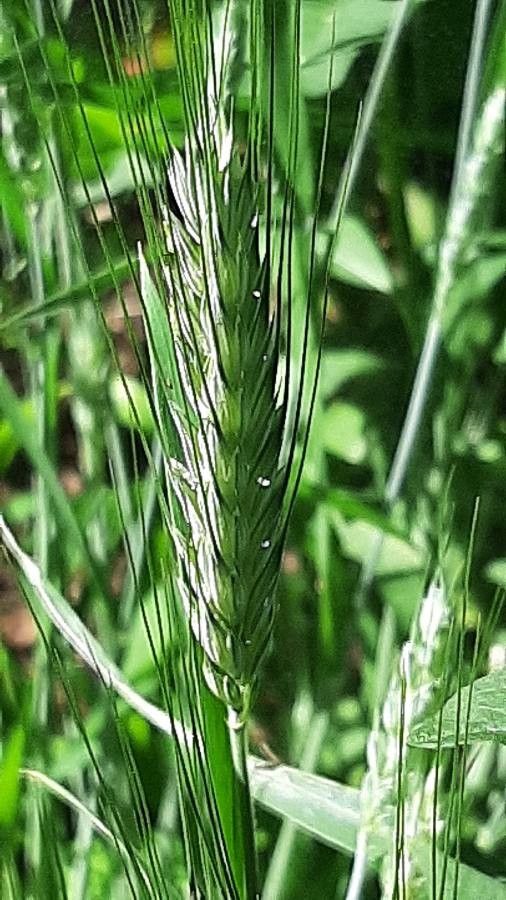 Hordelymus europaeus fruit
