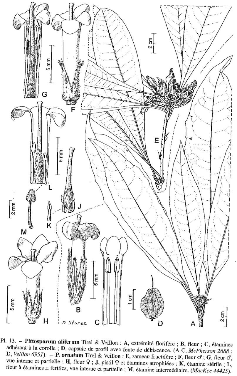 Pittosporum ornatum other