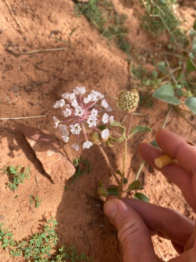 Abronia fragrans flower