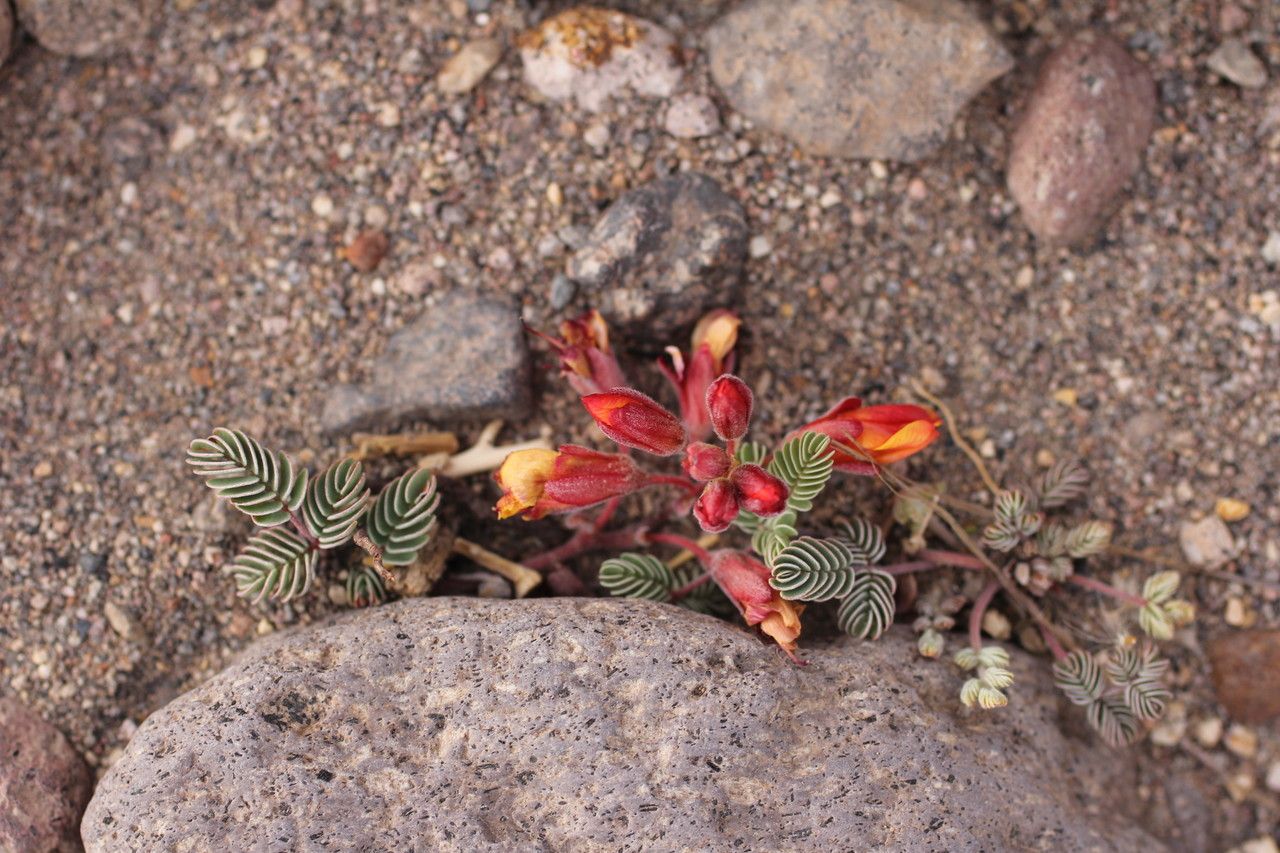 Hoffmannseggia minor flower