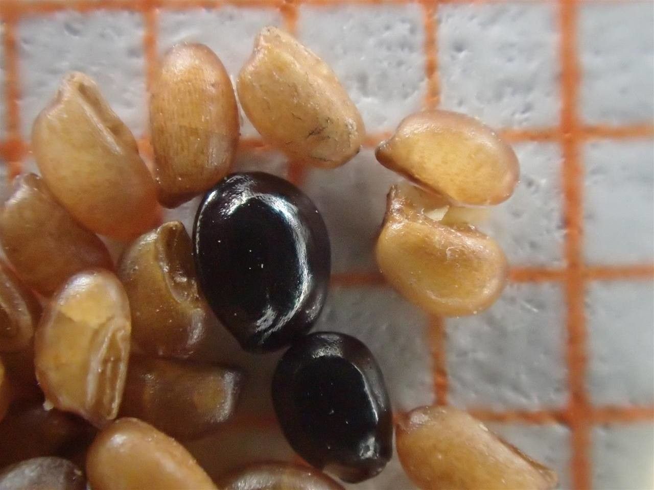 Eragrostis tef fruit