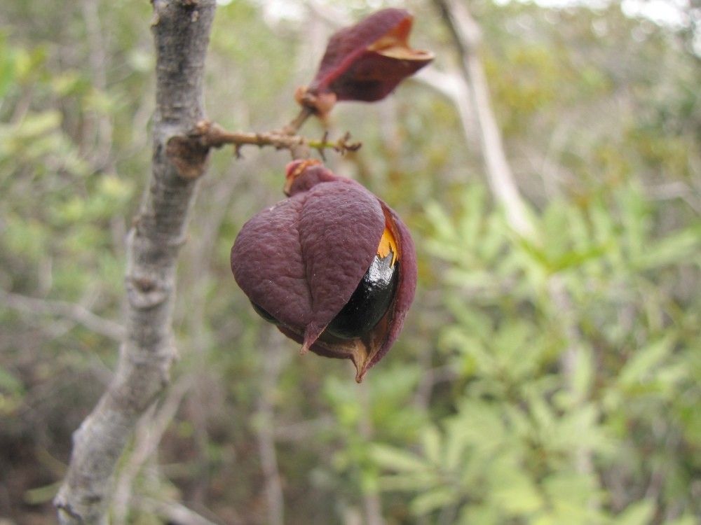 Cupaniopsis oedipoda fruit