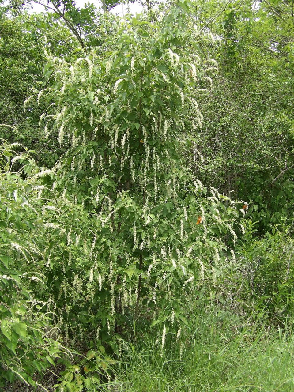 Croton sonorae habit