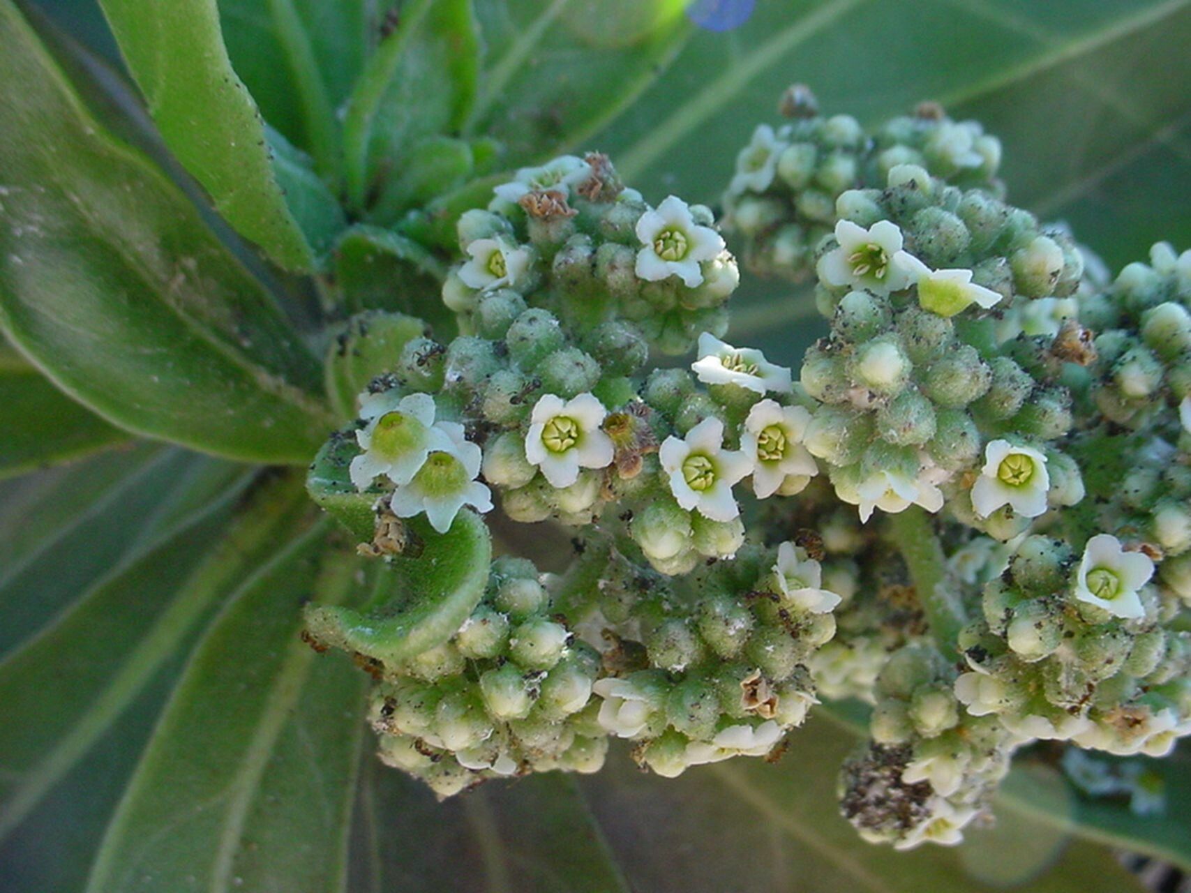 Argusia argentea — related species from the same genus