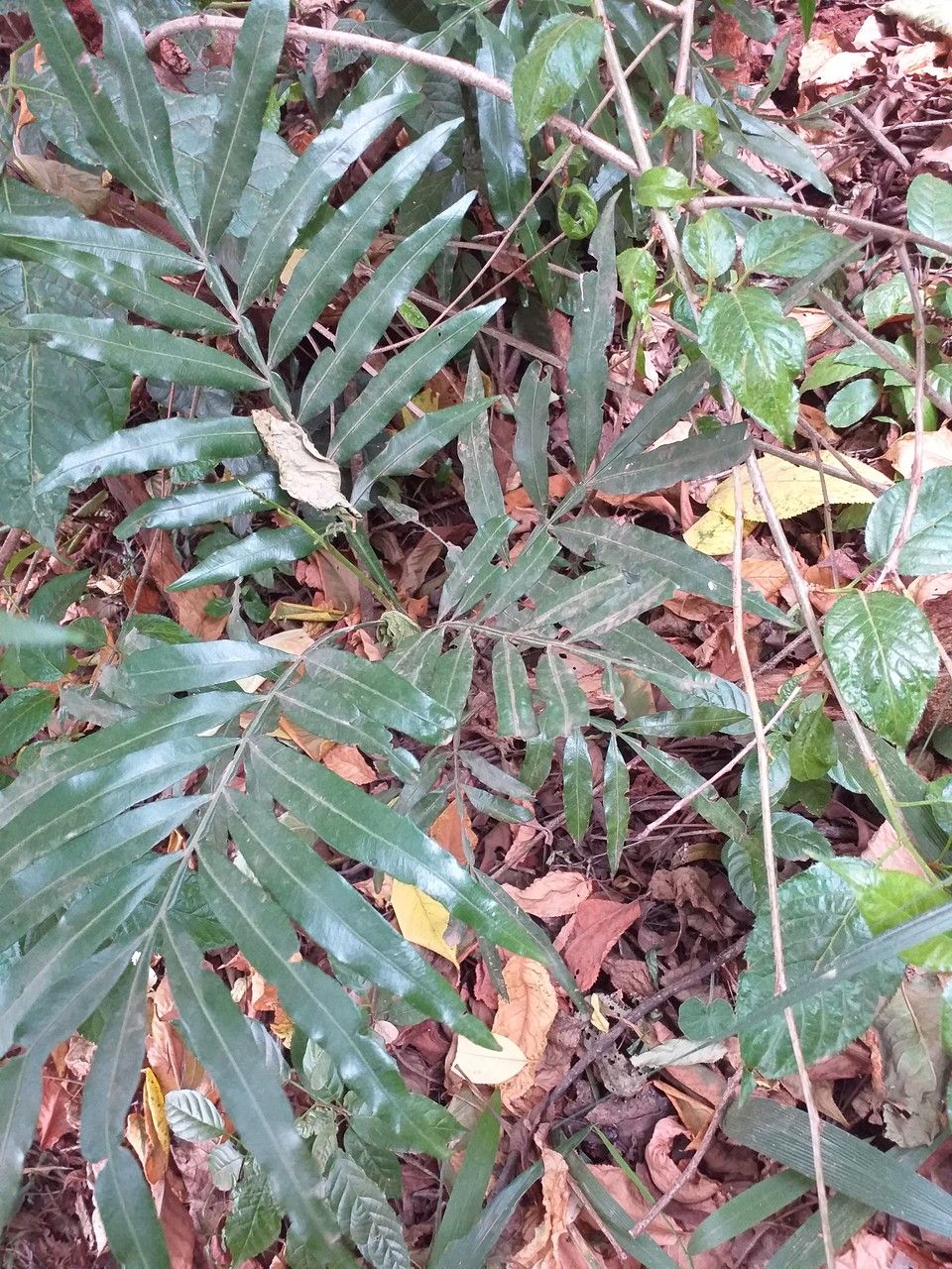 Filicium decipiens leaf