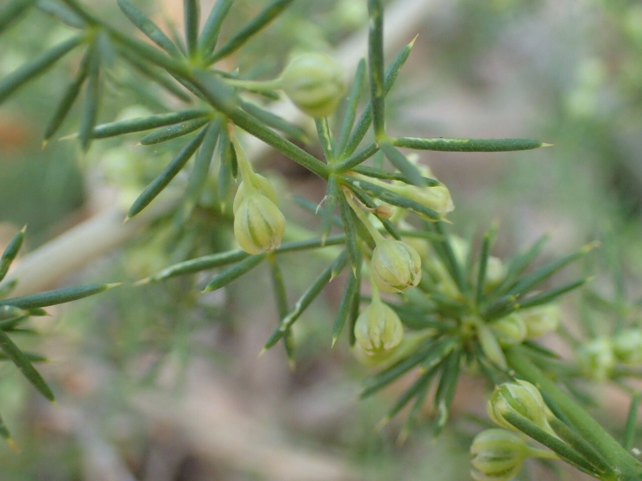 Asparagus acutifolius flower