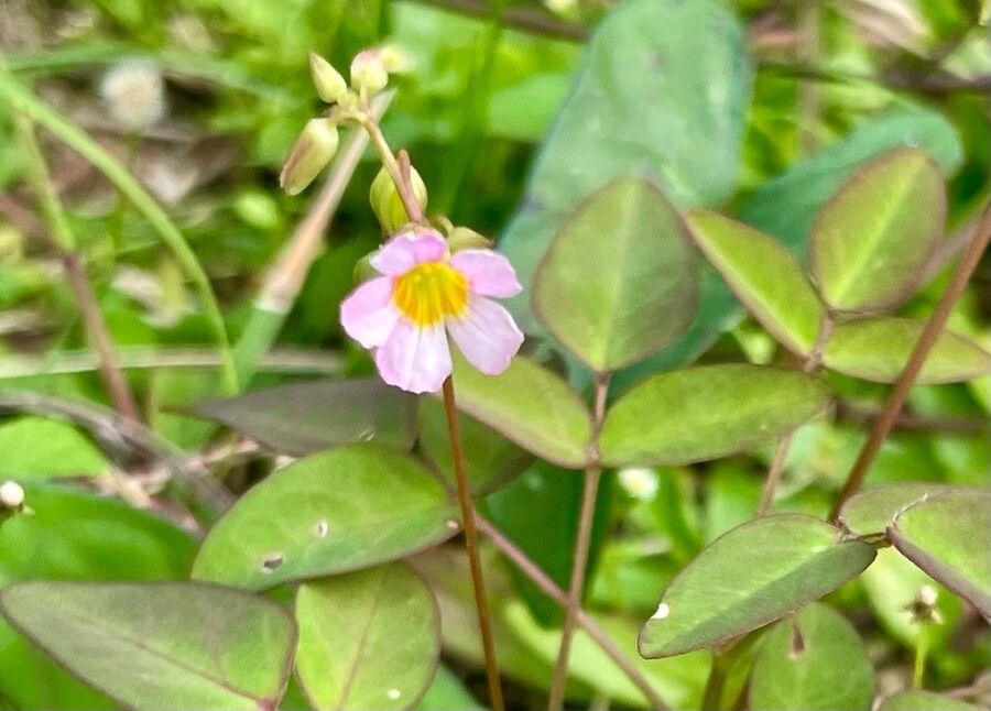 Oxalis barrelieri flower