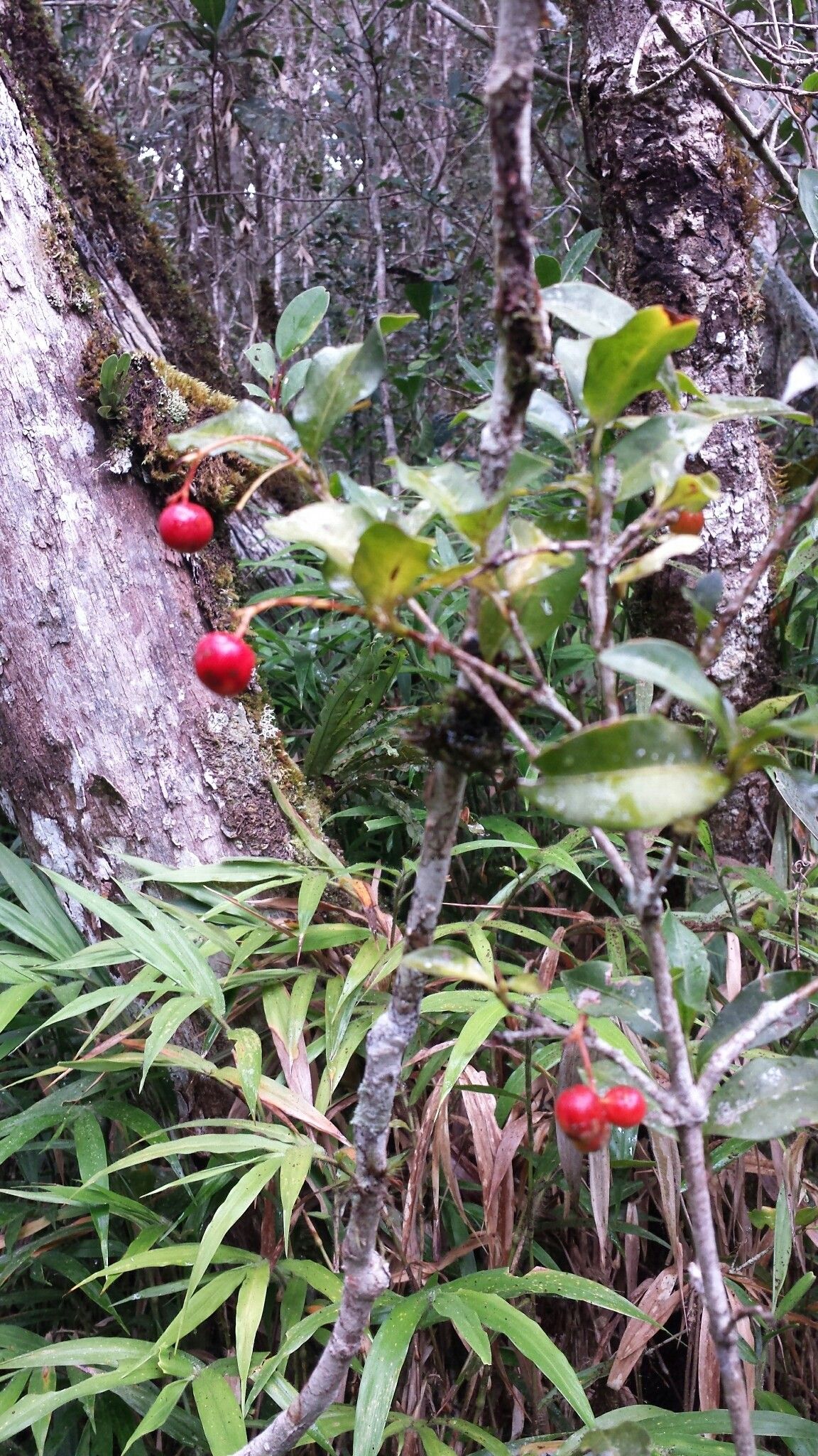 Ixora emirnensis fruit