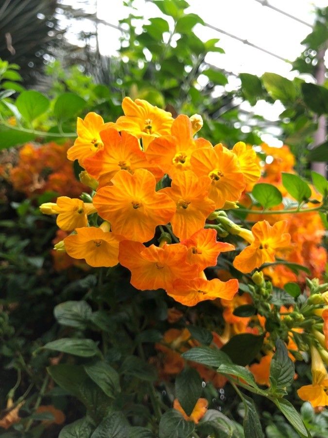 Streptosolen jamesonii flower