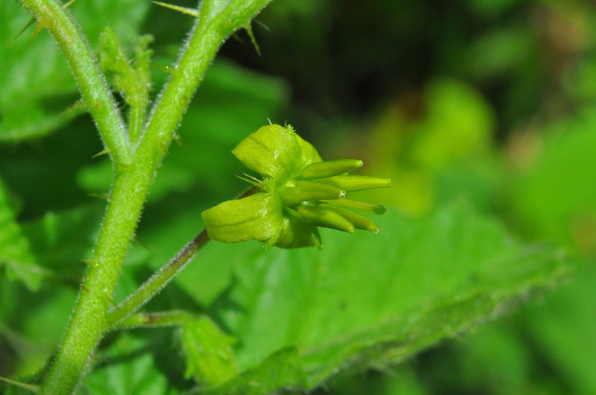 Solanum agrarium flower