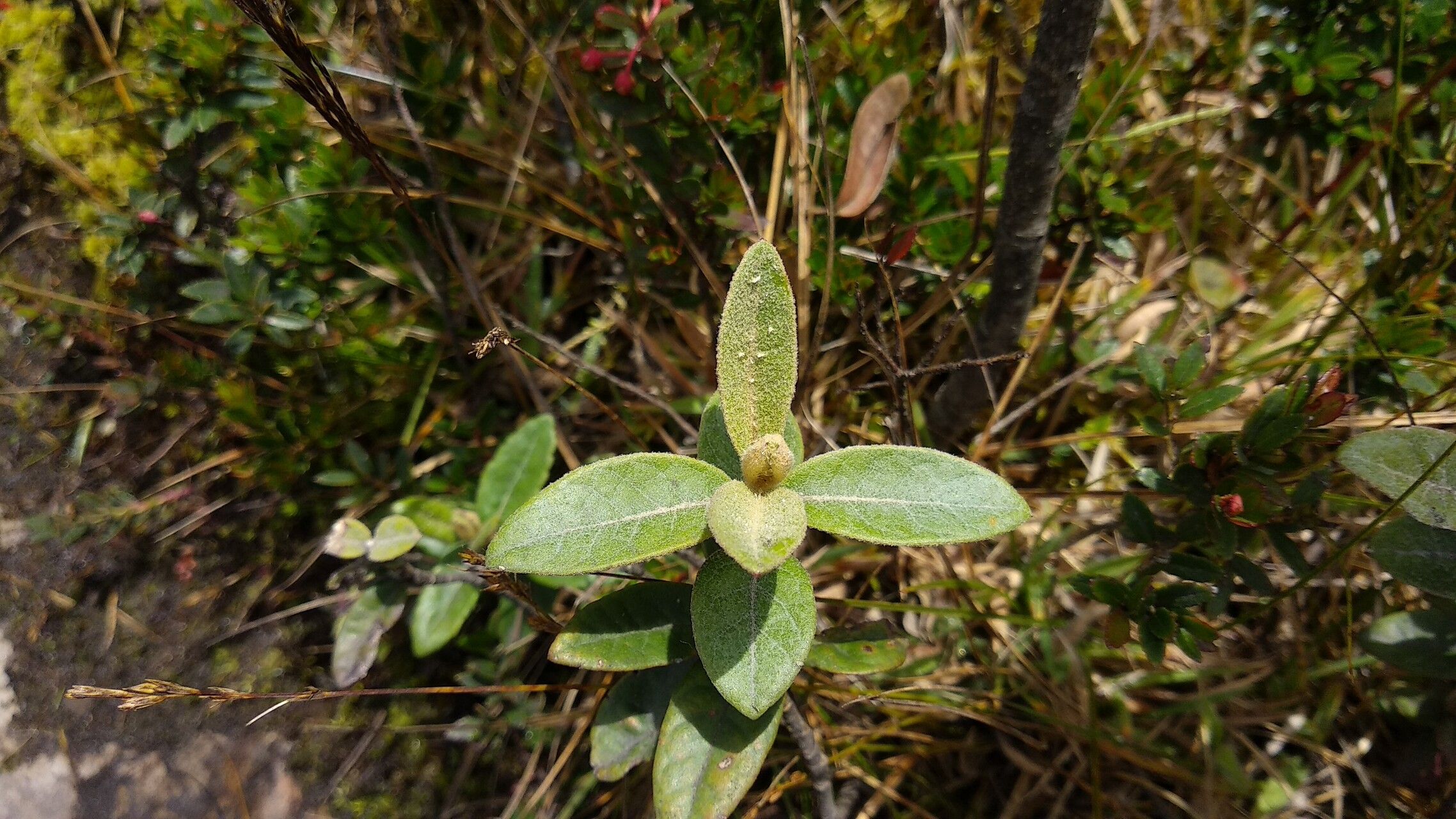 Ageratina gynoxoides — search result for 'Ageratina'
