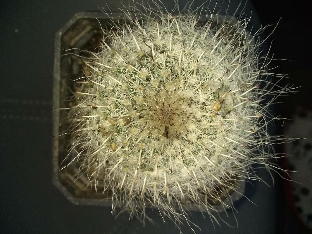 Mammillaria beneckei leaf