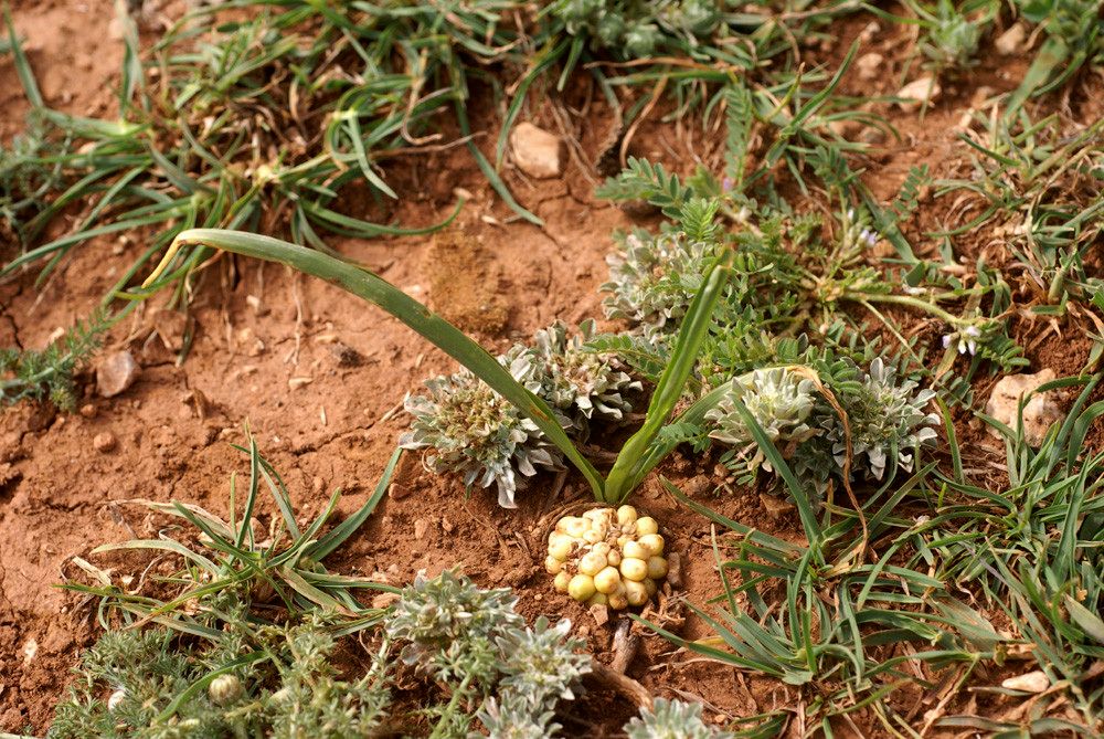 Biarum arundanum habit
