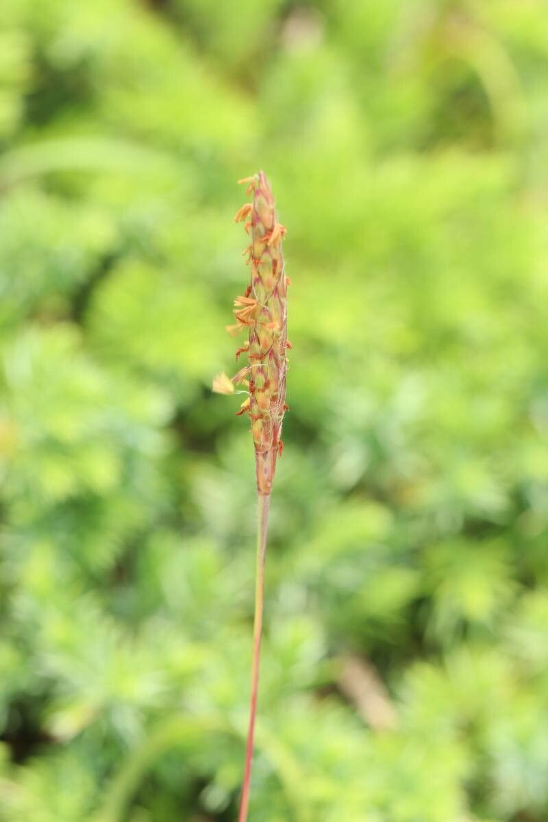 Ischaemum anthephoroides — related species from the same genus