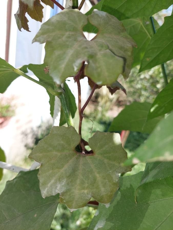 Sicana odorifera leaf