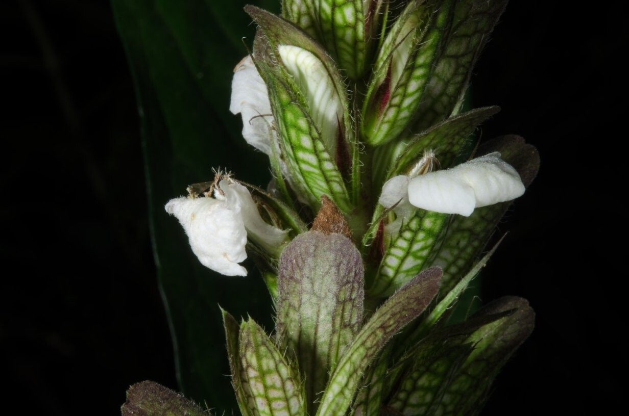 Acanthus latisepalus — search result for 'Acanthus'