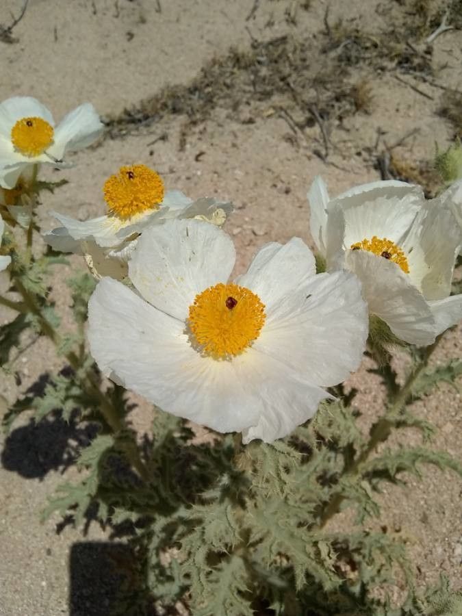 Argemone corymbosa flower