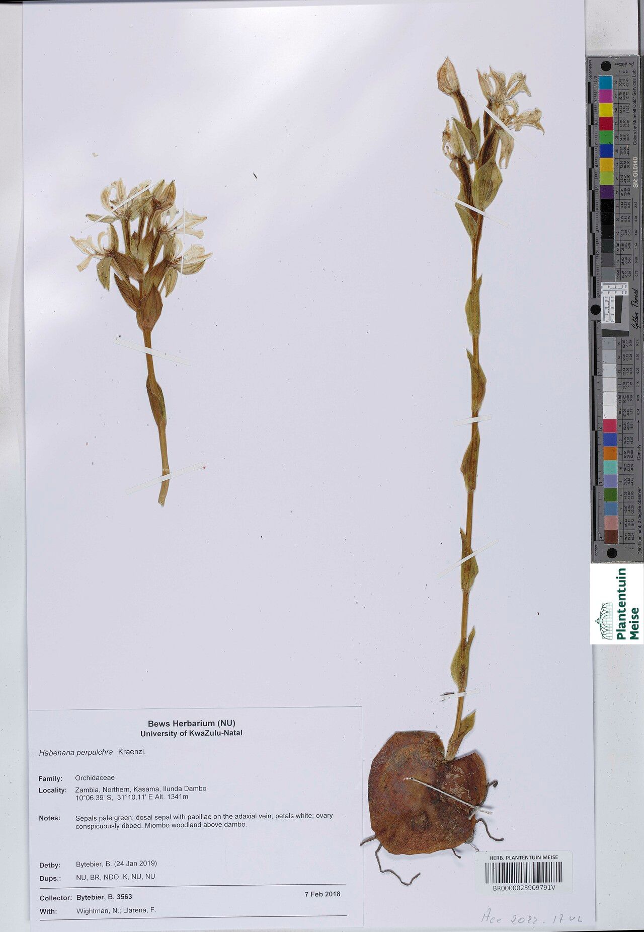 Habenaria perpulchra — houseplant care guide