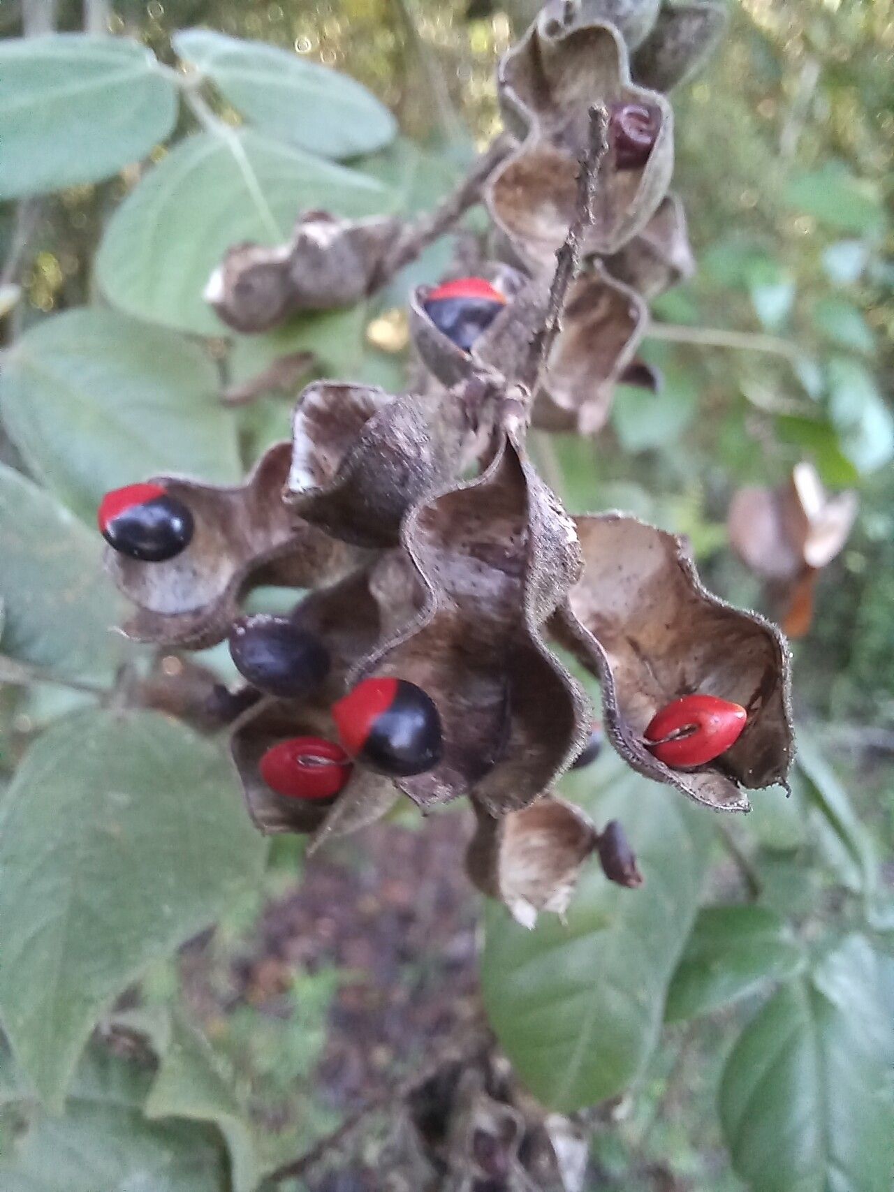 Rhynchosia phaseoloides fruit