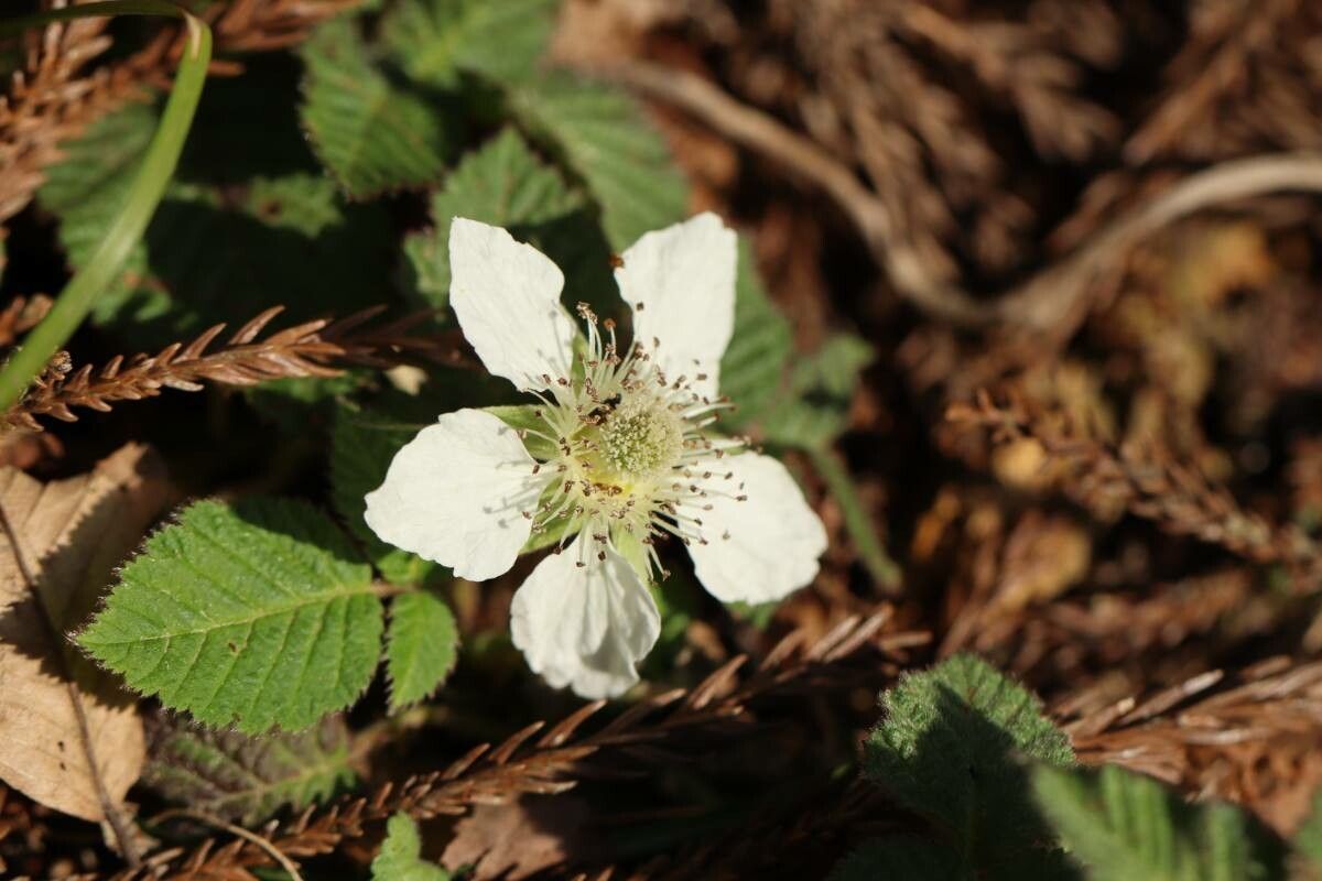 Rubus hirsutus — houseplant care guide