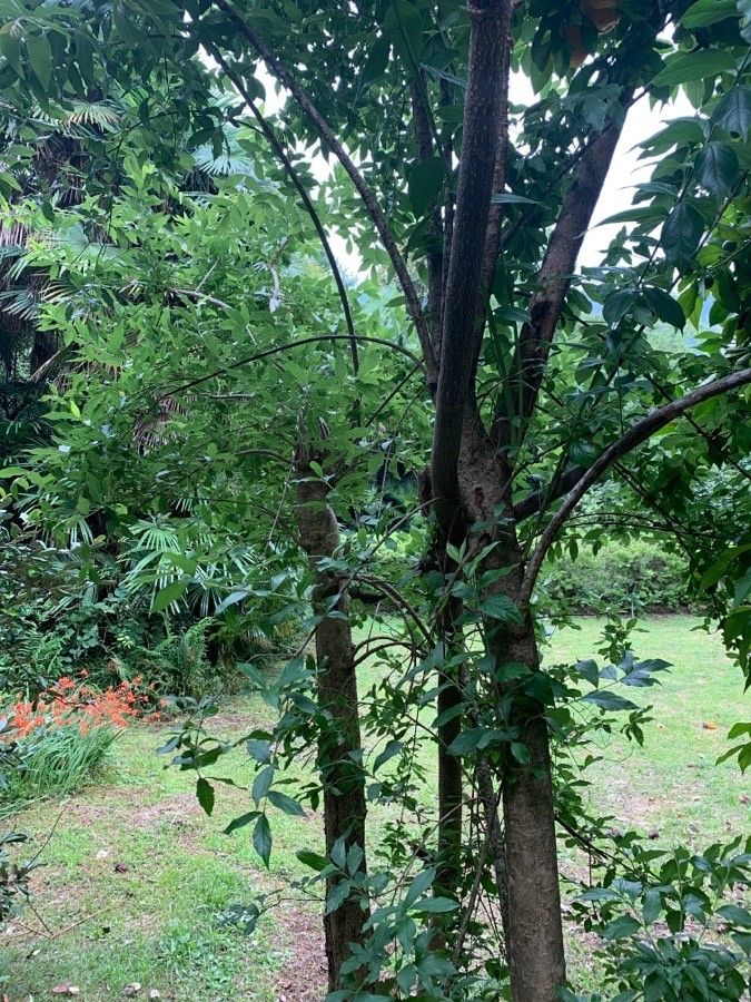 Combretum erythrophyllum habit