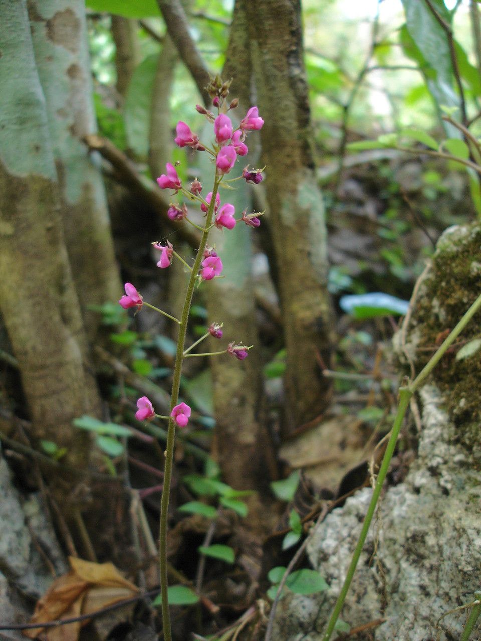 Desmodium adscendens flower
