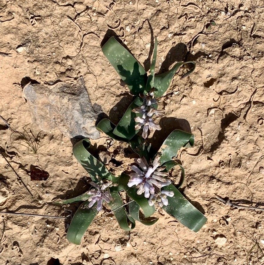 Bellevalia desertorum habit