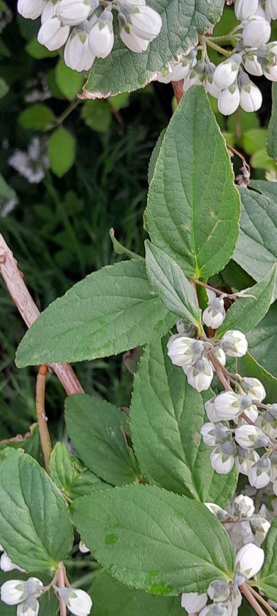 Deutzia × magnifica leaf
