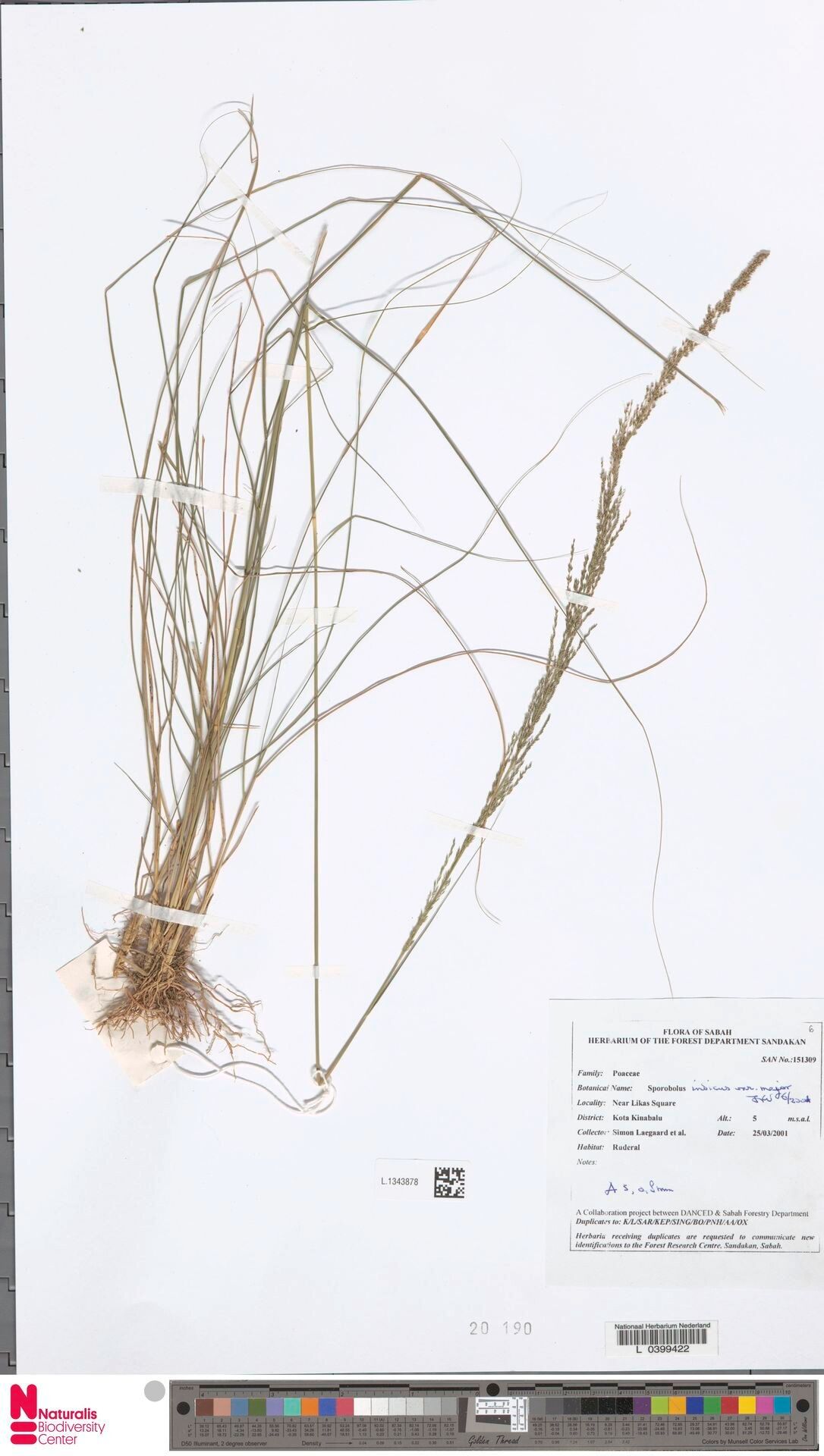 Sporobolus fertilis leaf