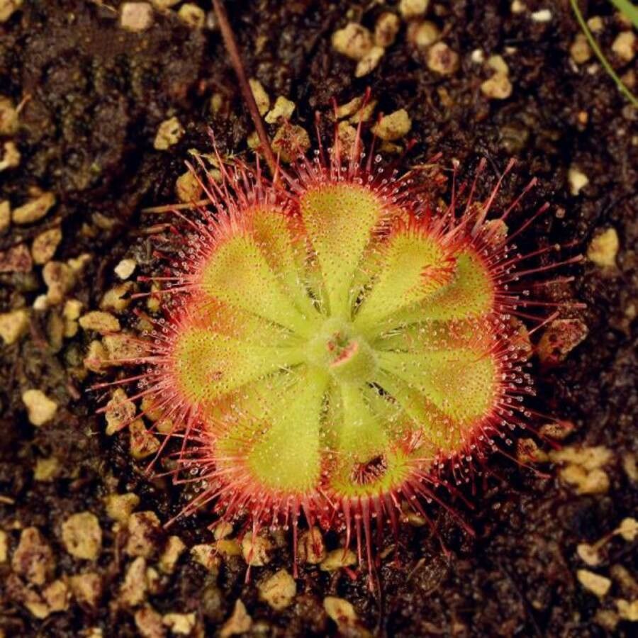 Drosera burmanni leaf