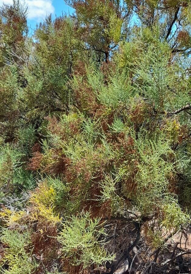 Allenrolfea vaginata habit