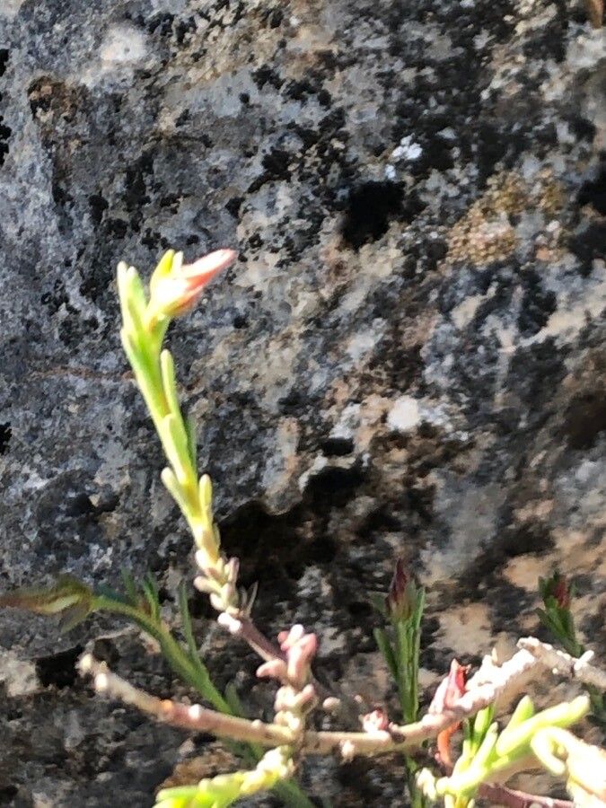 Fumana ericoides flower