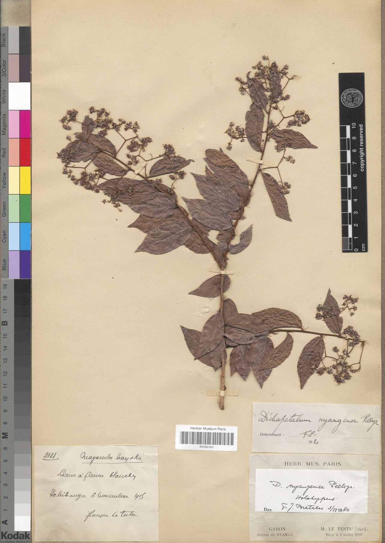 Dichapetalum nyangense — houseplant care guide