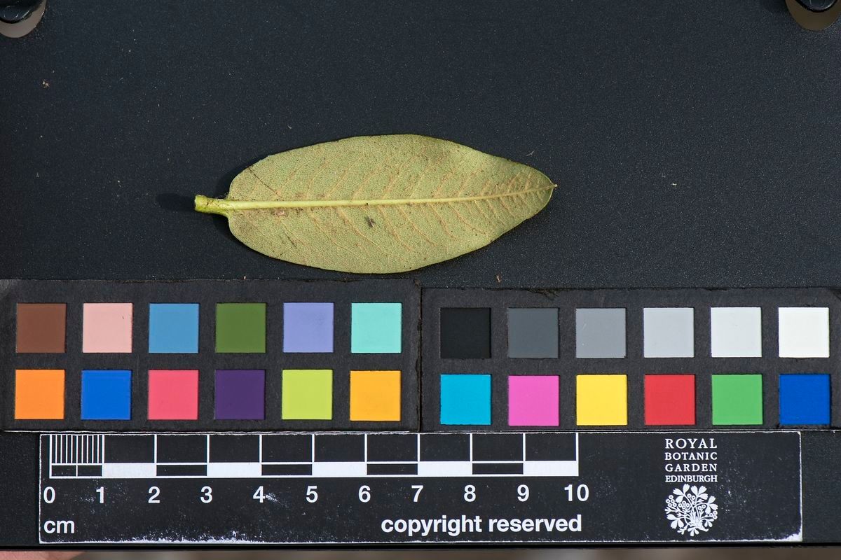 Rhododendron temenium other