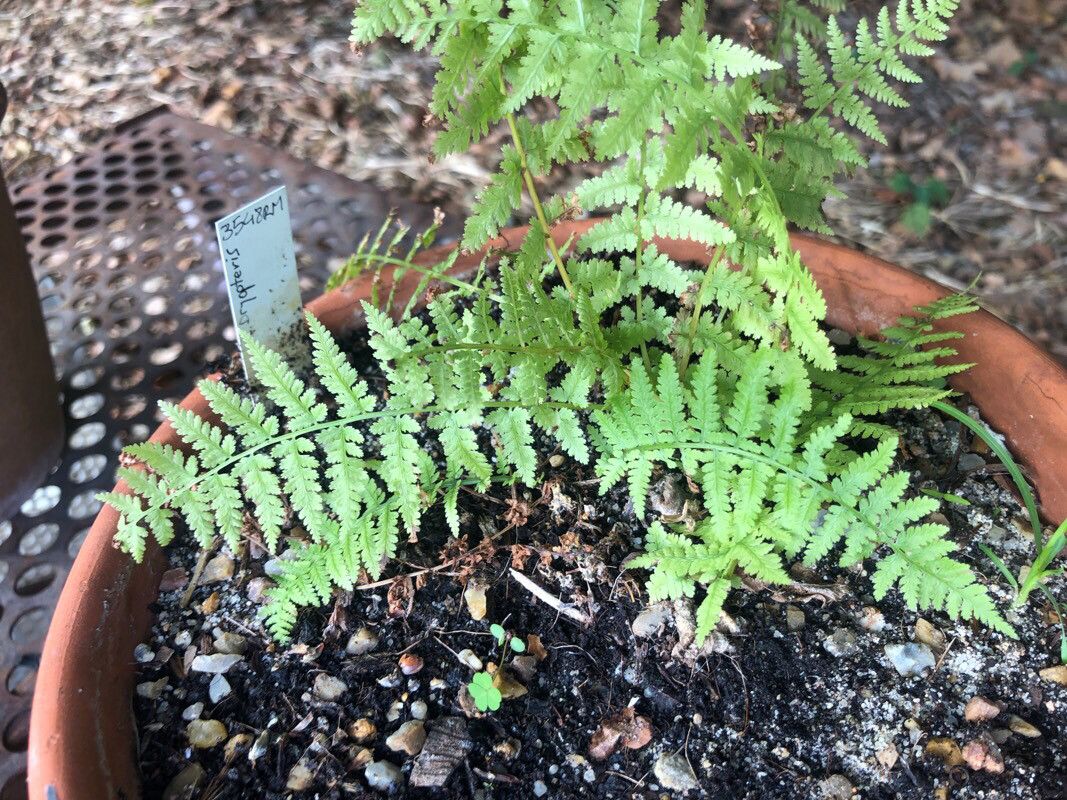 Dryopteris cristata — search result for 'Dryopteris'