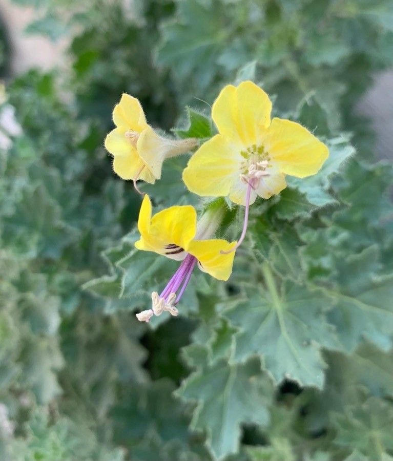 Hyoscyamus aureus flower