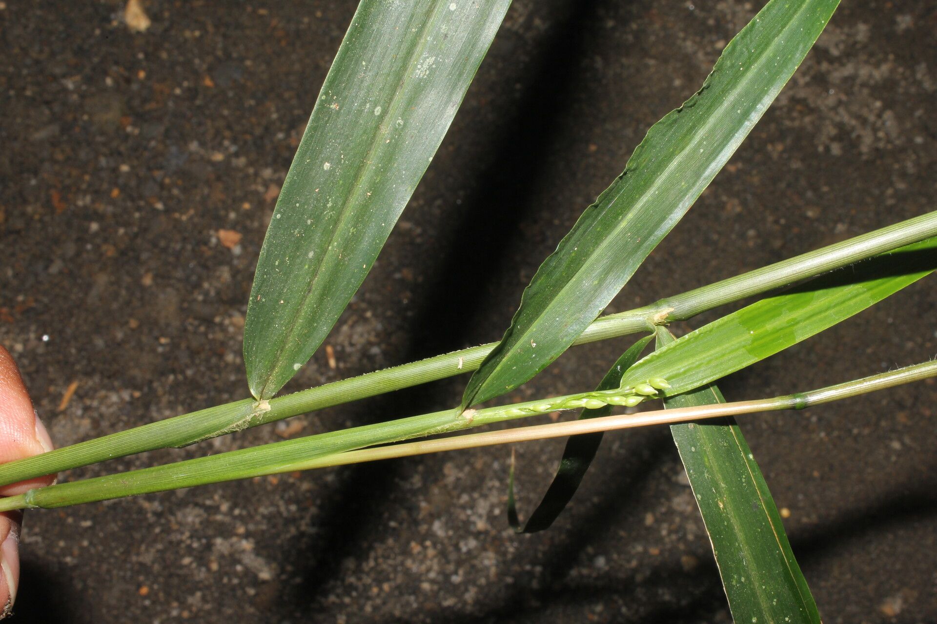 Lasiacis oaxacensis fruit
