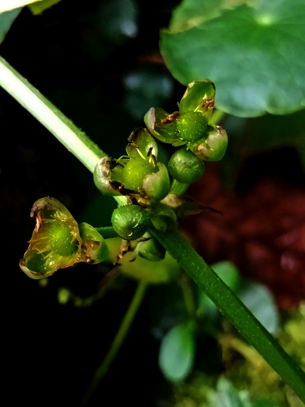 Aquarius grandiflorus flower